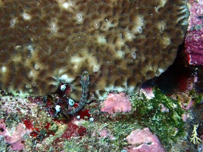 Ecsenius yaeyamaensis