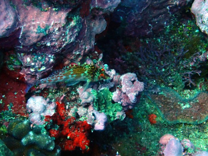 Cirrhitichthys falco