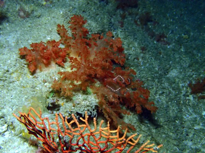 Corail mou