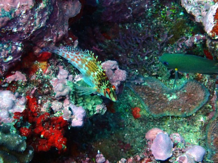 Cirrhitichthys falco