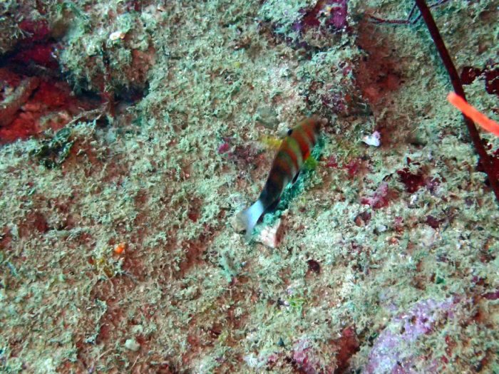 Choerodon fasciatus