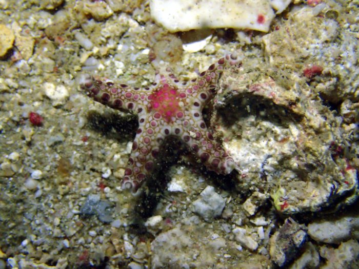 Neoferdina cumingi