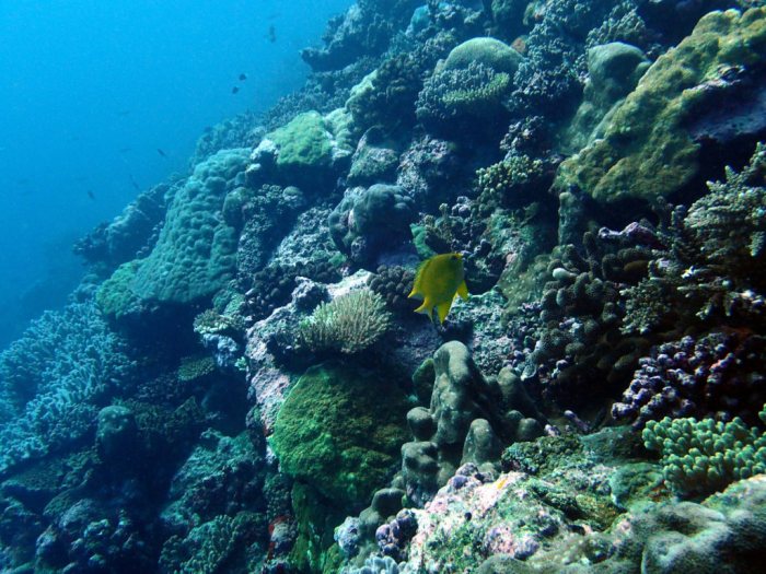 Amblyglyphidodon aureus