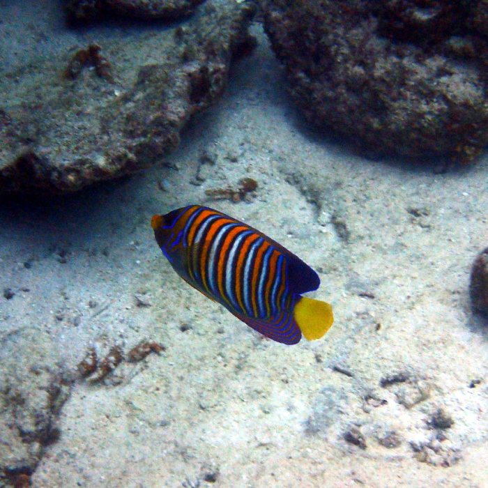 Pygoplites diacanthus