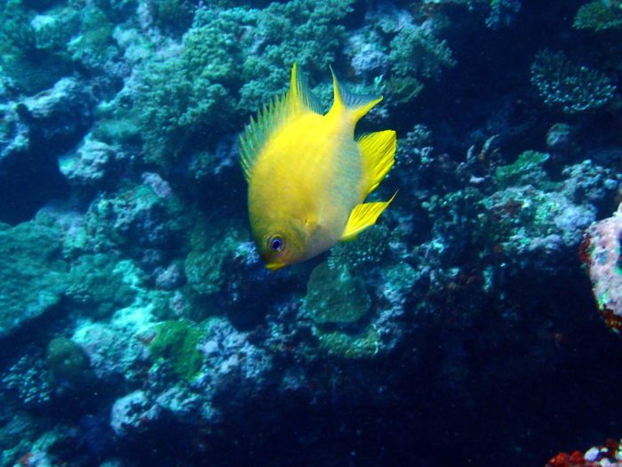 Amblyglyphidodon aureus