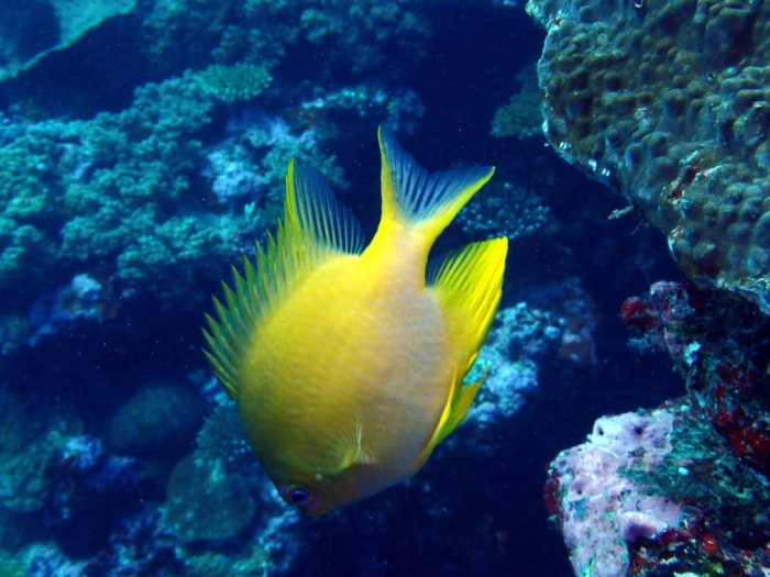Amblyglyphidodon aureus