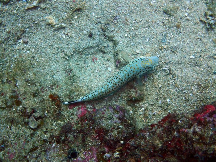 Parapercis hexophtalma