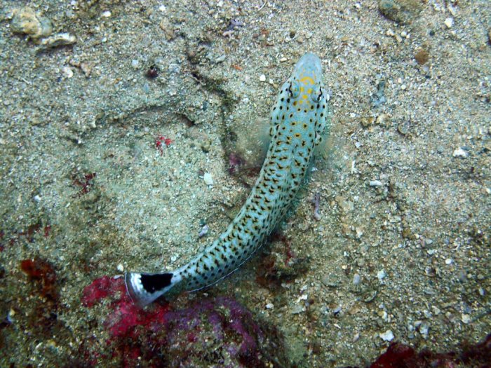 Parapercis hexophtalma