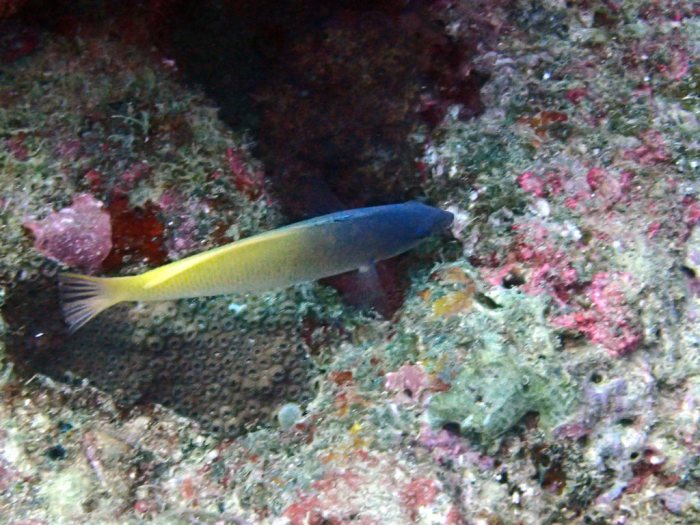 Halichoeres prosopeion