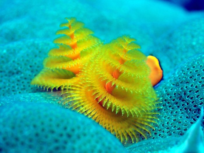 Spirobranchus corniculatus