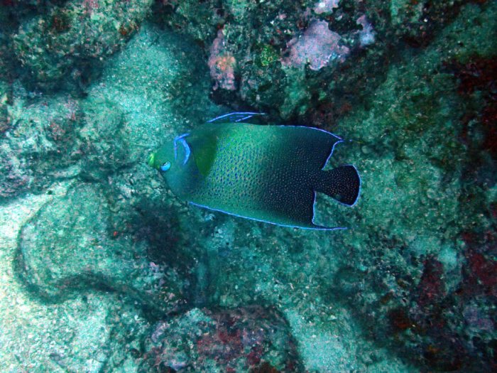 Pomacanthus semicirculatus