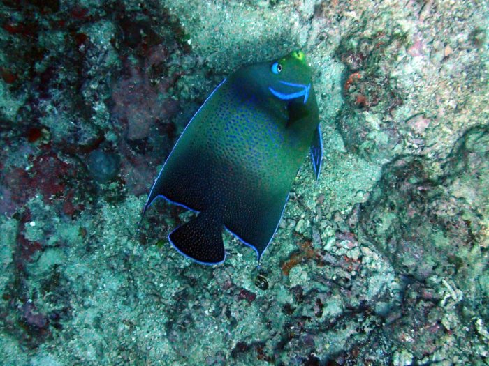 Pomacanthus semicirculatus
