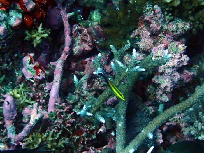 Labroides pectoralis
