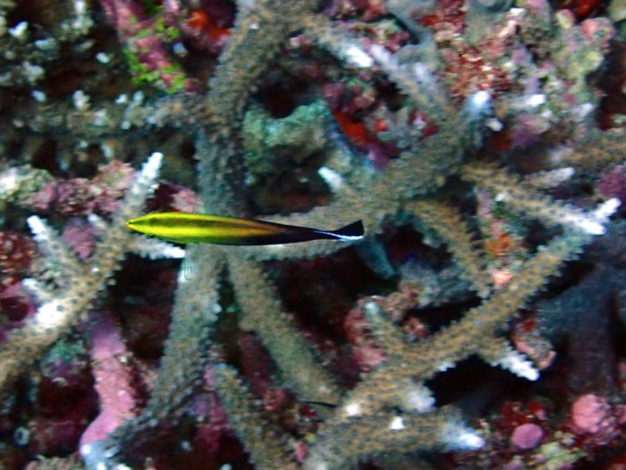 Labroides pectoralis