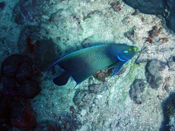Pomacanthus semicirculatus