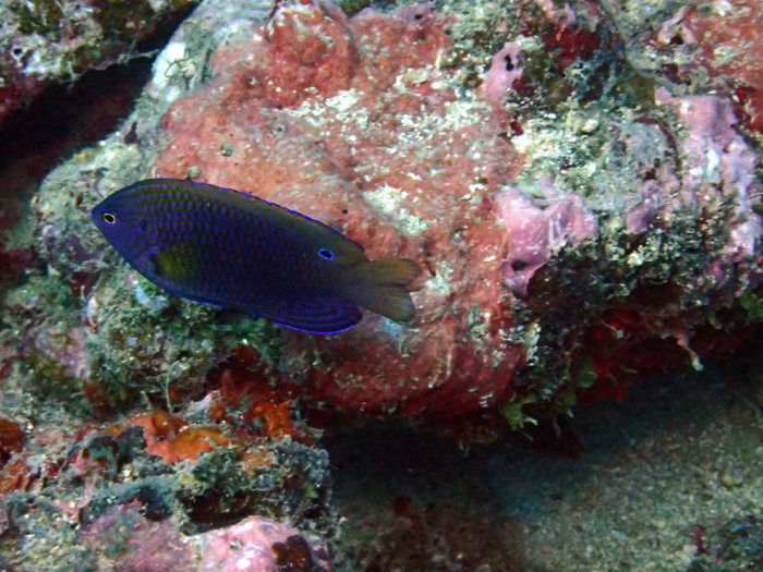 Pomacentrus vaiuli