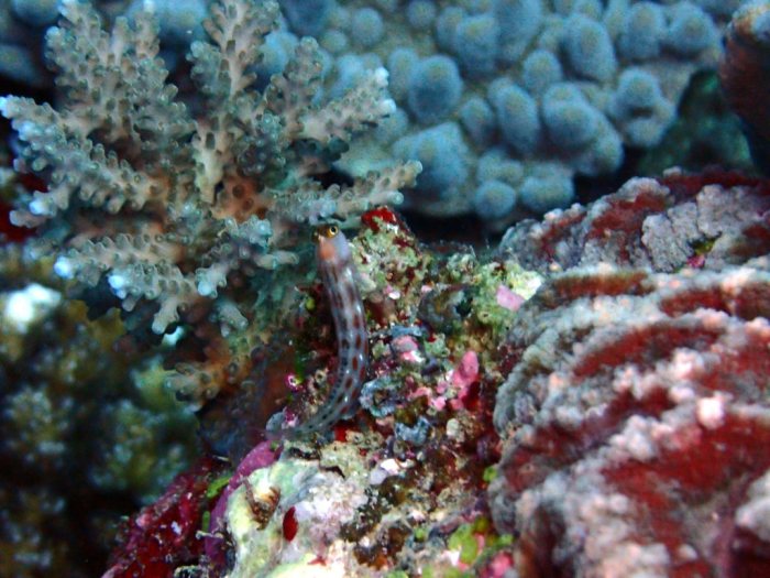 Ecsenius yaeyamaensis