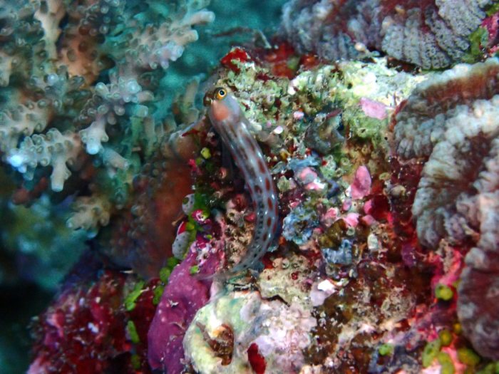 Ecsenius yaeyamaensis