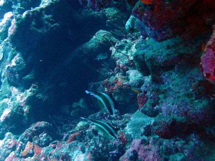 Heniochus chrysostomus