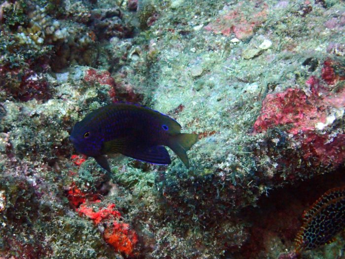 Pomacentrus vaiuli