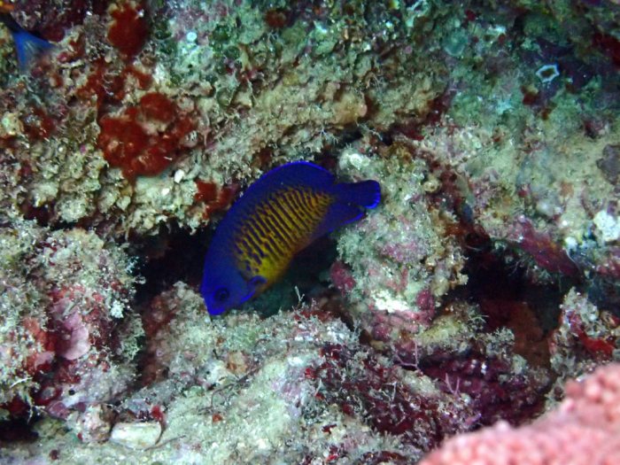 Centropyge bispinosa