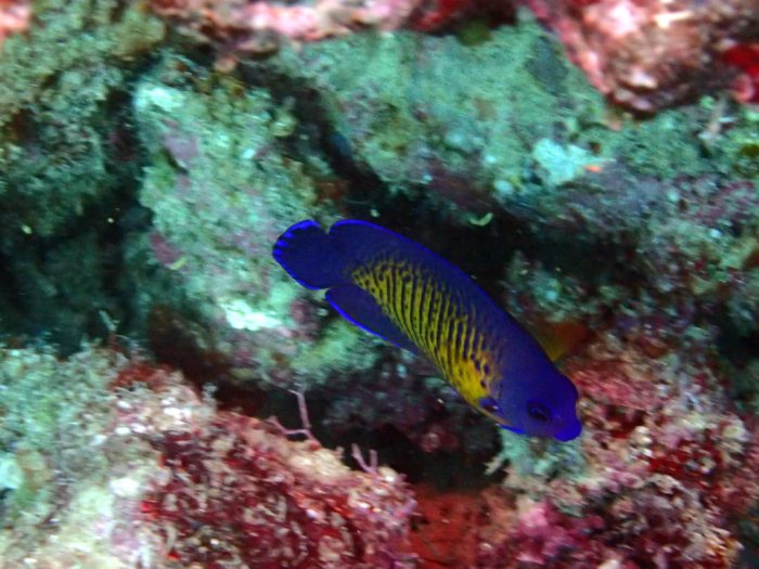 Centropyge bispinosa
