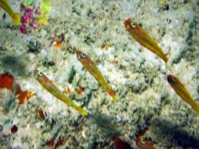 Poissons osseux