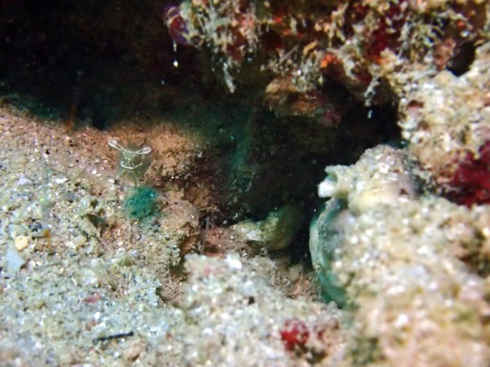 Periclimenes tenuipes
