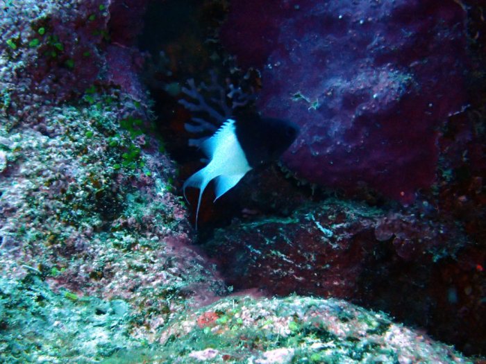 Chromis iomelas