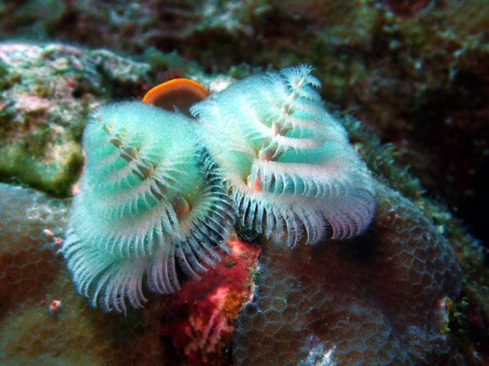 Spirobranchus corniculatus