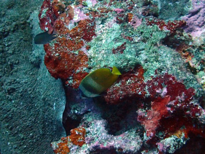 Chaetodon kleinii