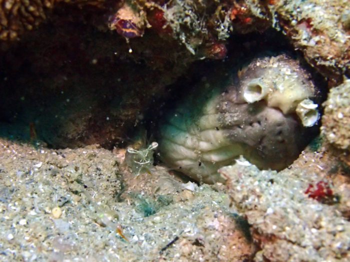 Periclimenes tenuipes