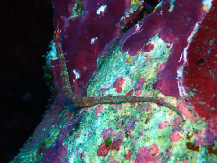 Corythoichthys nigripectus