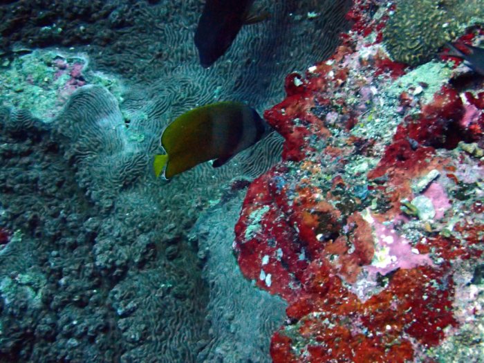 Chaetodon kleinii