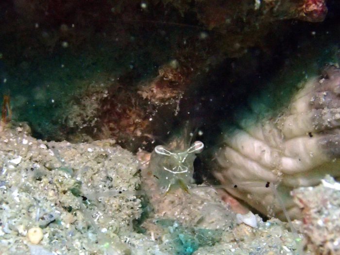Periclimenes tenuipes