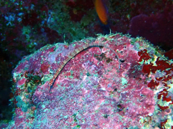 Corythoichthys nigripectus