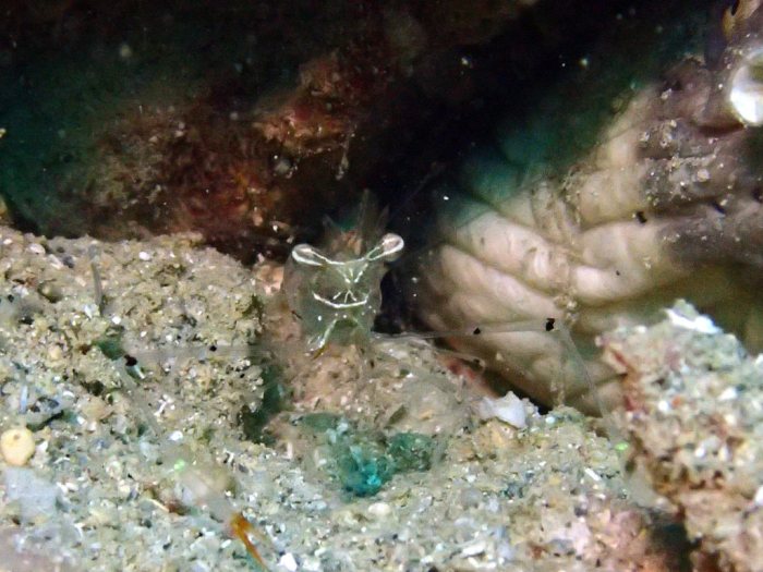 Periclimenes tenuipes