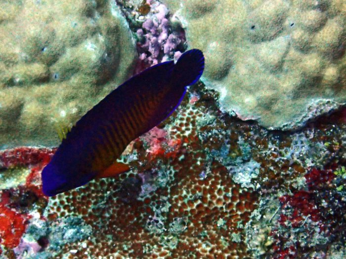 Centropyge bispinosa