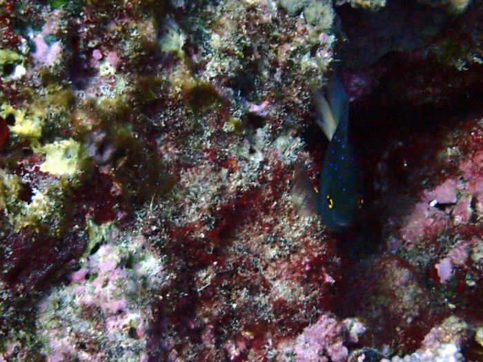 Plectroglyphidodon lacrymatus