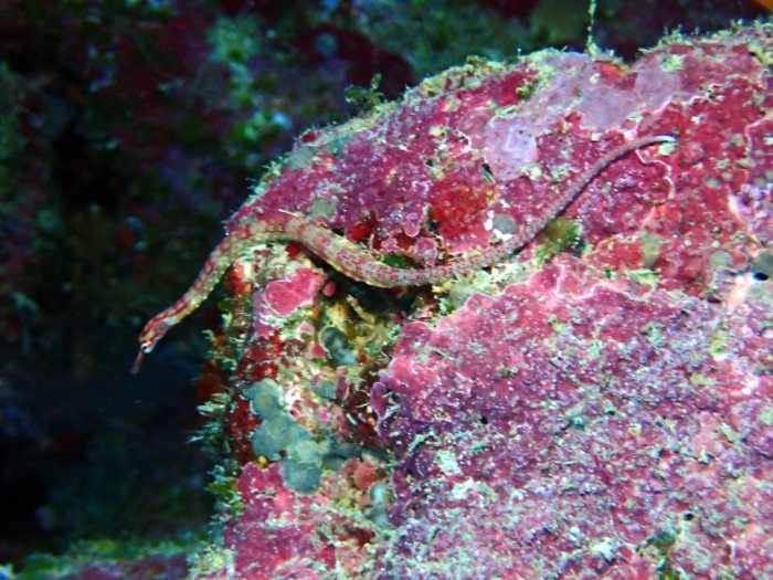Corythoichthys nigripectus
