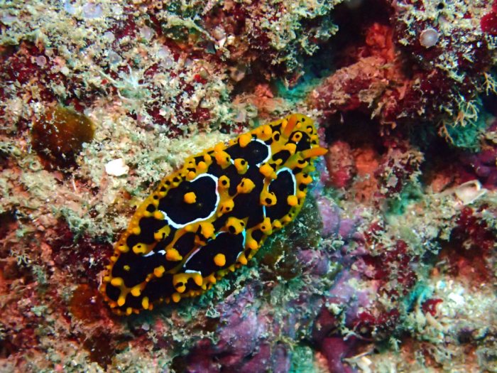 Phyllidia ocellata