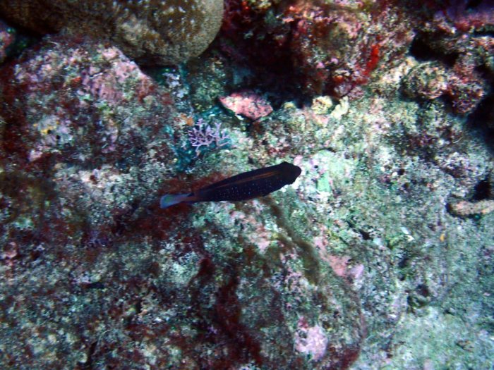 Poissons osseux