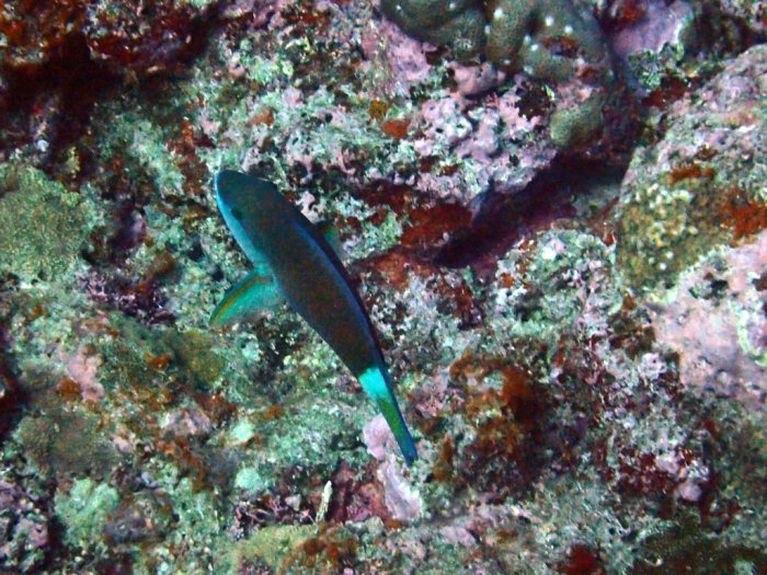 Poisson-perroquet