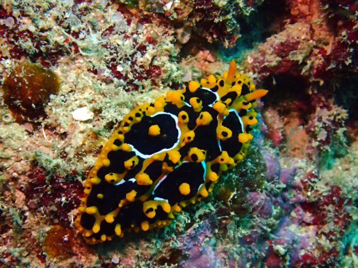 Phyllidia ocellata