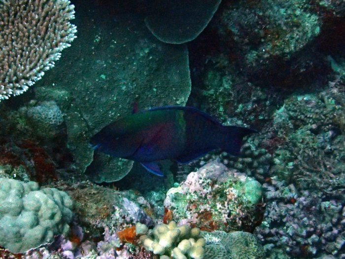 Poisson-perroquet