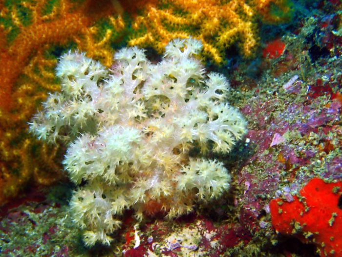 Corail mou