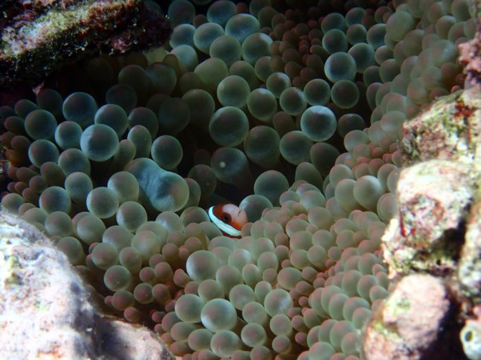 Amphiprion clarkii