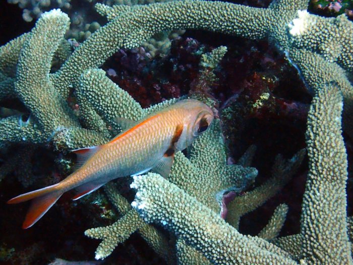 Poisson-soldat