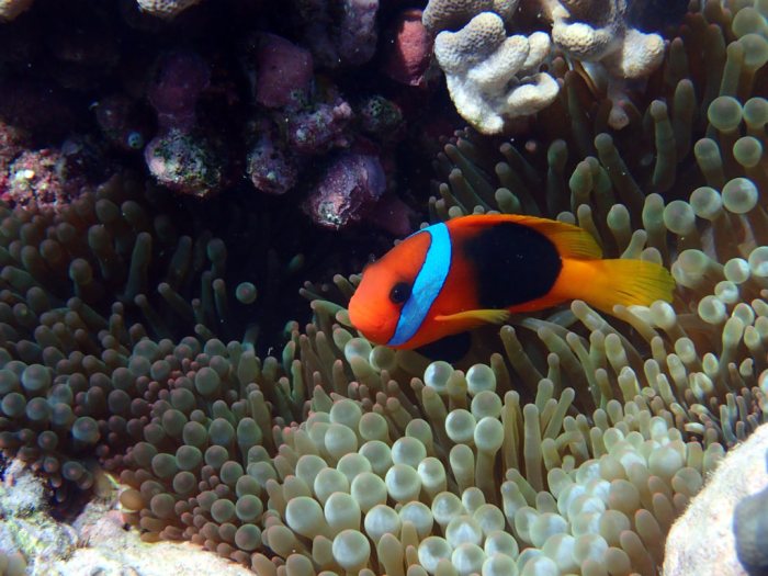 Amphiprion melanopus