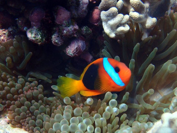 Amphiprion melanopus